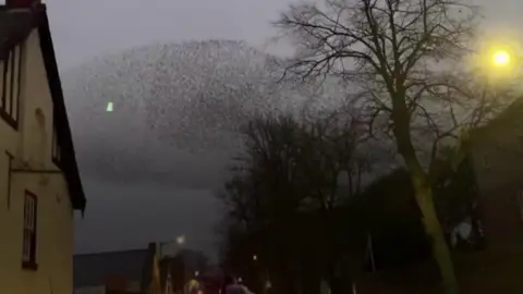 A starling murmuration