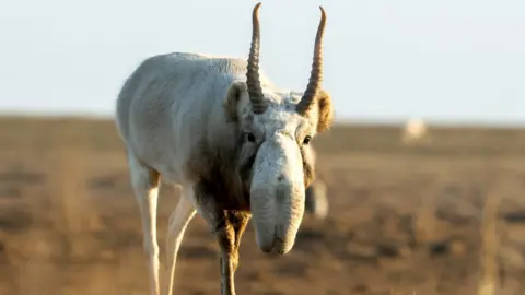 BBC Studios/Sam Lewis Male Saiga Antelope walks through the Eurasian Steppe