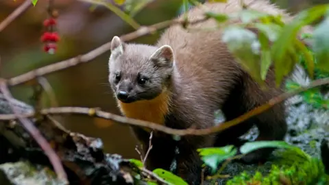 Getty Images Pine Marten