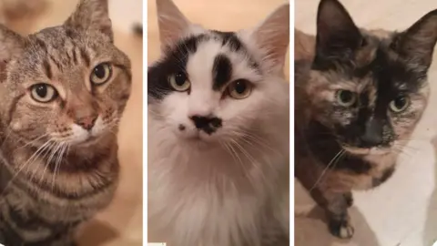 Peterborough Cat Rescue Cats Ziggy, Thomas and Tammy