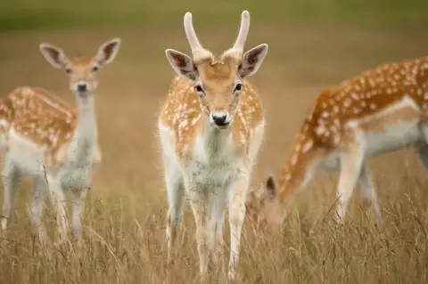 Getty Images Fallow deer in Richmond Park