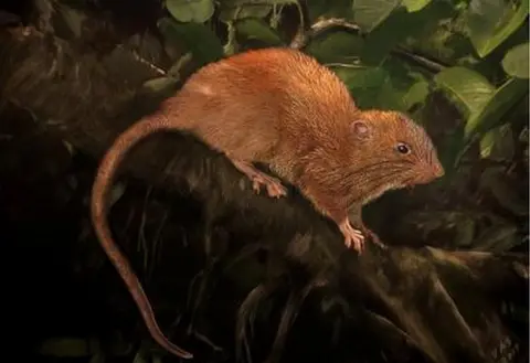 Velizar Simeonovski giant rat