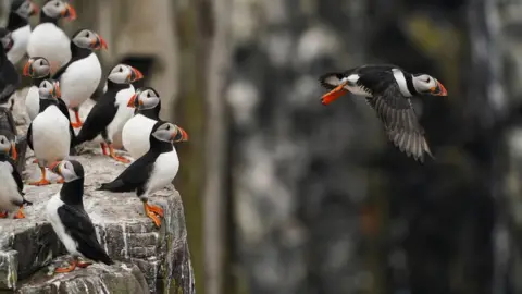 Owen Humphreys / PA Media Puffins on a cliff edge