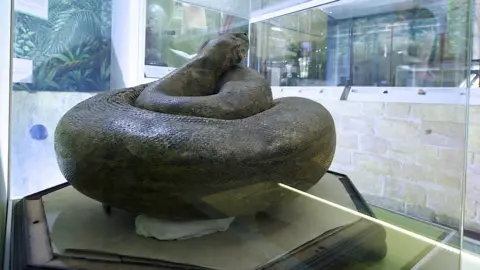 Wakefield Museum Boa Constrictor on display at Wakefield Museum