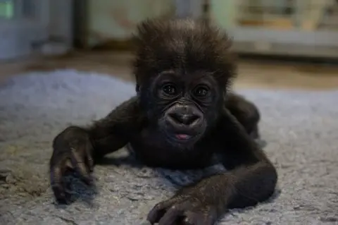 Bristol Zoo Hasani the gorilla