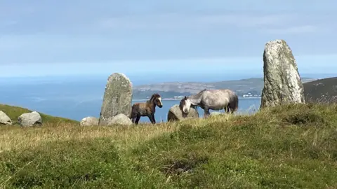 Alan Jones A Carneddau pony and foal at the Druids Circle above Penmaenmawr, Llandudno