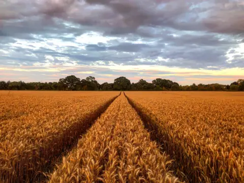 Tony Campbell It's almost harvest time for Oxfordshire's fields