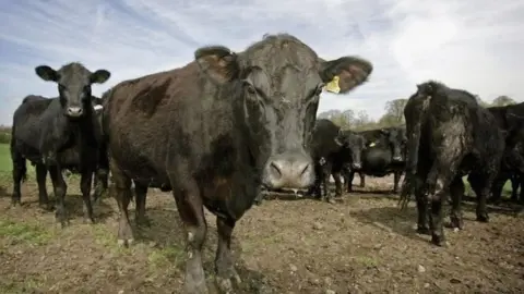 Getty Images Cows