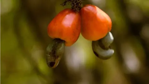 Cashews are Guinea Bissau's main export crop, and they accounted for more than half of the country's export revenue in 2019, according to Reuters. This year the government set the price of cashews at t 360 CFA francs ($0.65) per kg, which was a 28 precent decrease from last year.