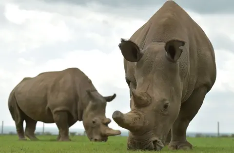 Getty Images Northern white rhino