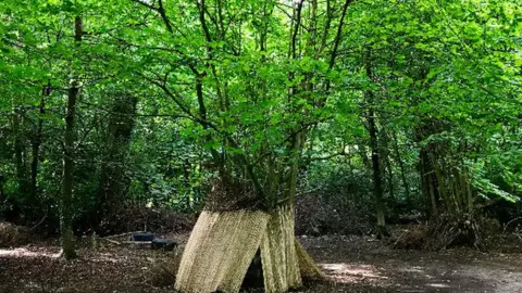 WTML/ Huw Hump The fairy house tree in Llansadwrn, Anglesey