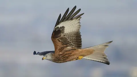 PA Media Red Kite