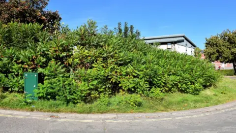 Wonford Planters Before shot of Wonford pocket park