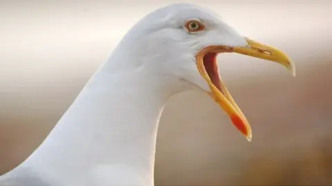 Mari Buckley / Geograph Seagull