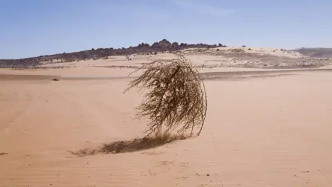 Getty Images Tumbleweed