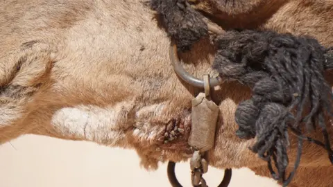 Peta Tan camel at Petra with flies on wounds