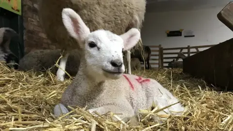 BBC Lamb generic image