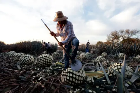 Ulises Ruiz/AFP A Jimador (a person who works on the agave plant) cuts an agave plant