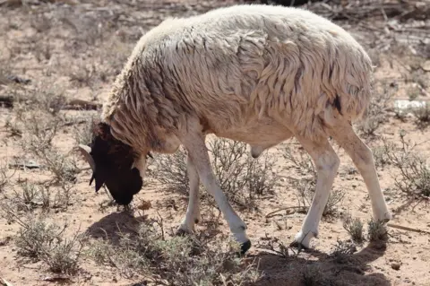 Sheep grazing on dry land