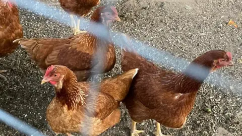 BBC Chickens