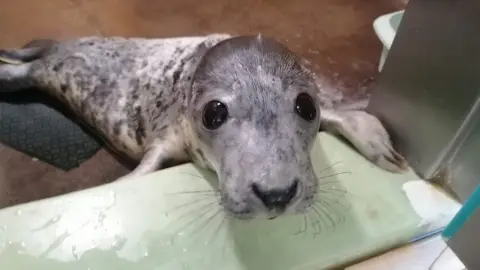 RSPCA a seal