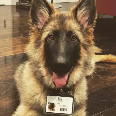 @buddythegsduk on Instagram A German shepherd wearing a lanyard which has his name, Buddy, written on it. It's mocked up to look like an ID card with his picture and a barcode. He is a very happy dog.