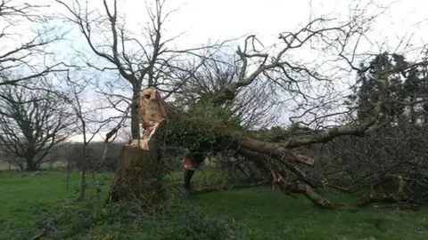 Rob Penfold Fallen tree