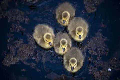 Victoria Jones / PA Media A group of newly-hatched goslings