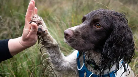 North York Moors National Park Reid the springer spaniel