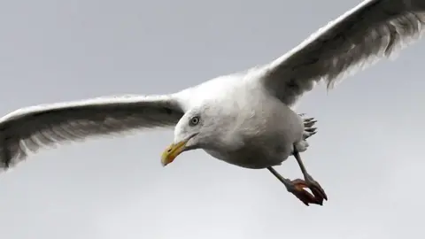 Reuters seagull