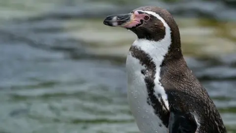 Jason Brown Penguin at Marwell