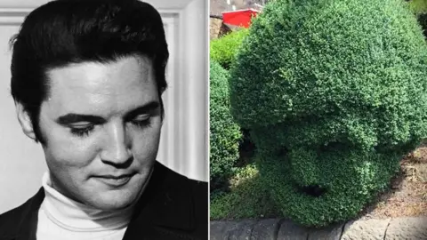 Elvis and a hedge