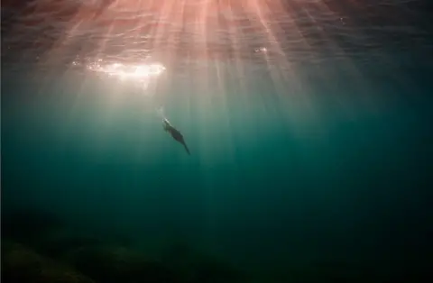 Gábor Li / Bird Photographer of the Year A shag bird dives beneath the water