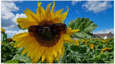 BBC Weather Watcher,  Sunflower