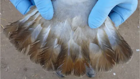 Cristina Perez, Uni Nevada, Reno Oiled bird