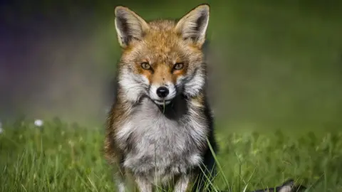 Carol Gadd A bright yellow eyed fox looks directly into the camera sat in a field