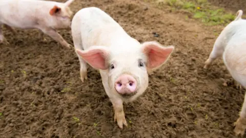 Getty Images Pigs