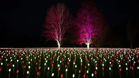 Sir Harold Hillier Gardens A field of illuminated red and white tulips with two trees in the background lit up pink