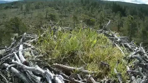 RSPB Scotland/Carnyx EJ's nest