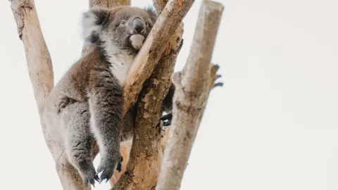 Longleat Monty the Koala bear