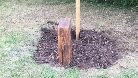 Forest of Marston Vale Missing tree