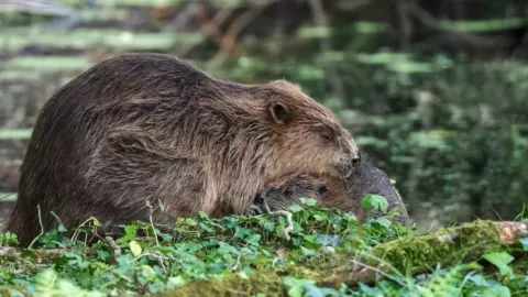 National Trust/Barry Edwards Beaver kits snuggling at Holnicote Estate