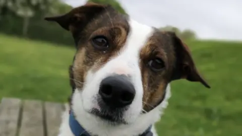 National Animal Welfare Trust Rescue Centre Smithy the dog