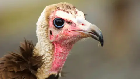 Getty Images A Hooded Vulture waits to get to the scraps of a lion kill