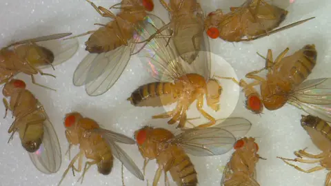 Cardiff University A mutant fruit fly - with the white eye - is highlighted here