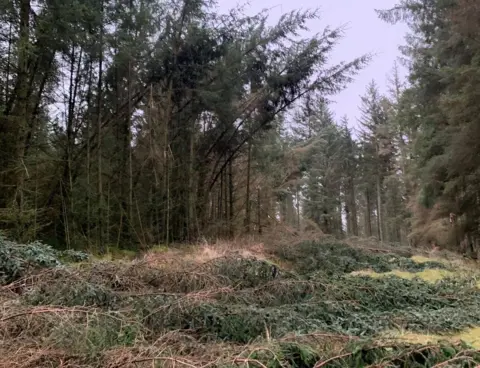 Forestry England Trees bent in wind and other laying on floor