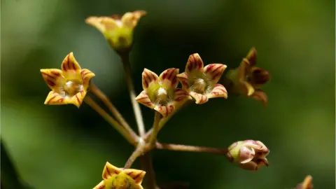 Bart Wursten Marsdenia chirindensis