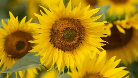 Sunflowers