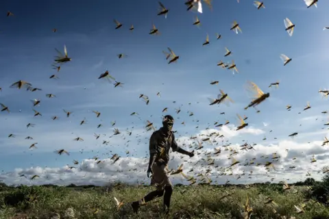 Fredrik Lerneryd / Getty Images A man chases a swarm of desert locusts in Samburu County, Kenya, on 21 May 2020