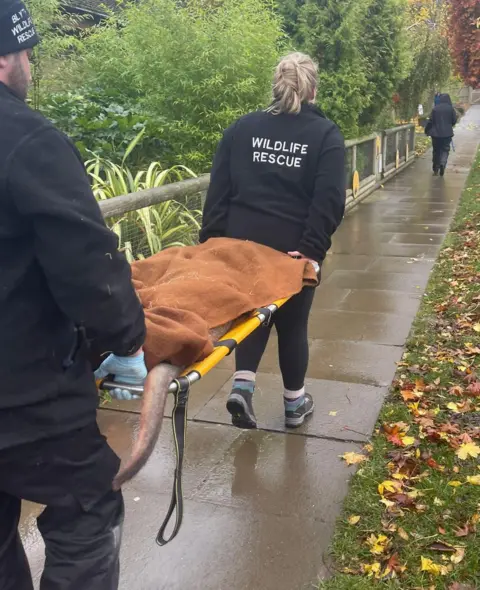 Blyth Wildlife Rescue The sedated wallaby is stretchered away by members of Blyth Wildlife Rescue